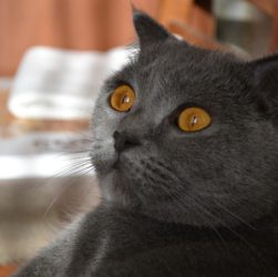 Cat Orange Eyes Gray Cat Pet Cute