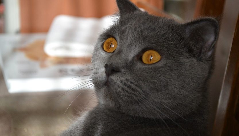 Cat Orange Eyes Gray Cat Pet Cute