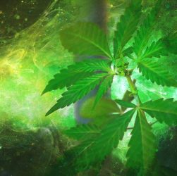 Marijuana Weed Hemp Drug Narcotic  - madartzgraphics / Pixabay