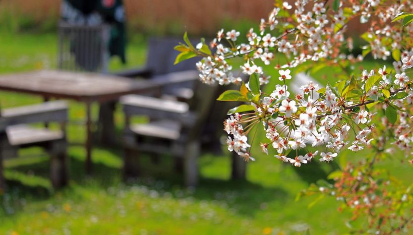 Spring Cherry Blossoms Cherry Tree  - KRiemer / Pixabay