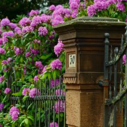 rhododendron, garden, spring