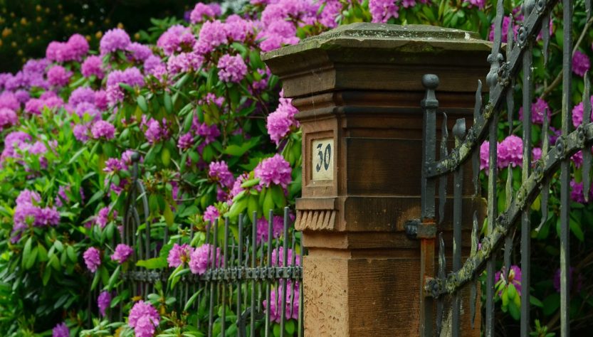 rhododendron, garden, spring