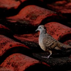 zebra dove, bird, roof