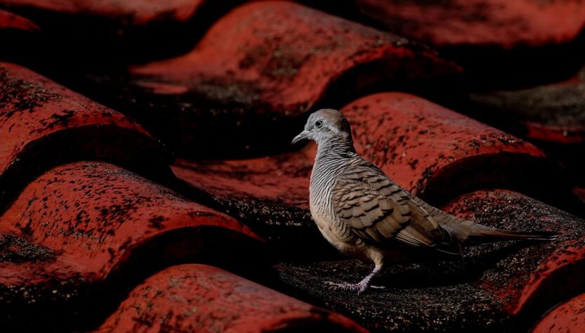 zebra dove, bird, roof