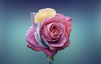 rose, flower, love